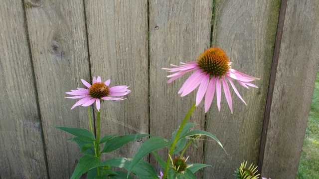 Coneflowers folks July 2016 01