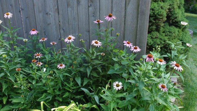 Coneflowers folks July 2016 02